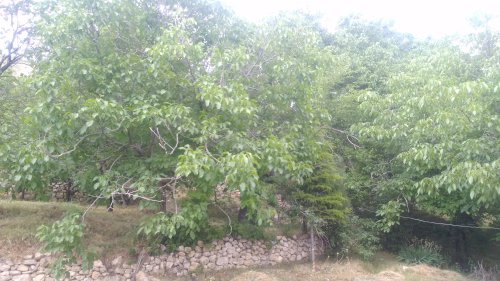 Köy